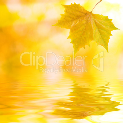 Bunte Blätter im Herbst am Wasser mit Sonnenstrahlen