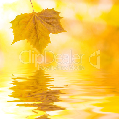Bunte Blätter im Herbst am Wasser mit Sonnenstrahlen