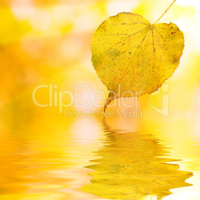 Bunte Blätter im Herbst am Wasser mit Sonnenstrahlen