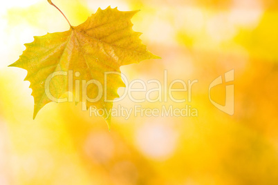 Bunte Blätter im Herbst mit Sonnenstrahlen