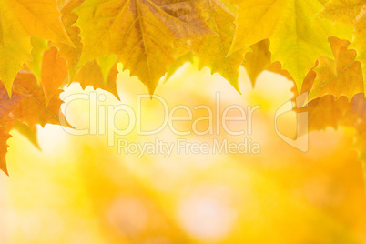 Bunte Blätter im Herbst mit Sonnenstrahlen