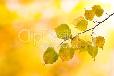 Bunte Blätter im Herbst mit Sonnenstrahlen