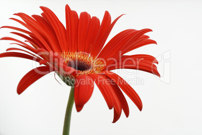 Gerbera 08