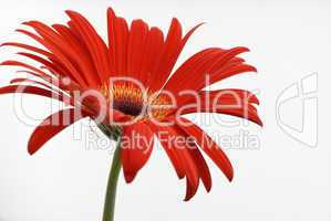 Gerbera 08