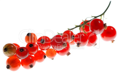 Johannisbeeren 02