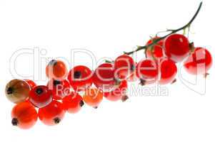 Johannisbeeren 02