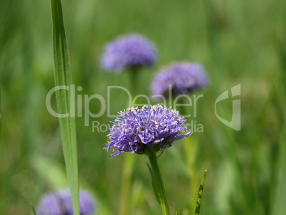 Gewöhnliche Kugelblume