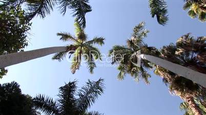 Palmen vor blauem Himmel