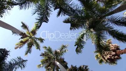 Palmen vor blauem Himmel, Lord Kitchener Island, Assuan