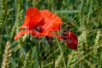 Mohn