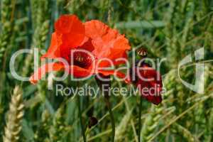 Mohn