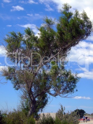 Baum am Strand