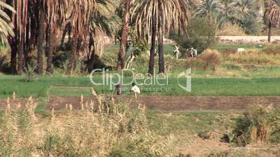 Bauern am Nilufer, Ägypten