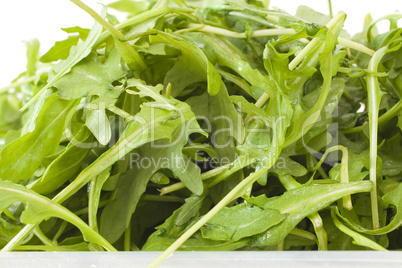 Frischer Rucola