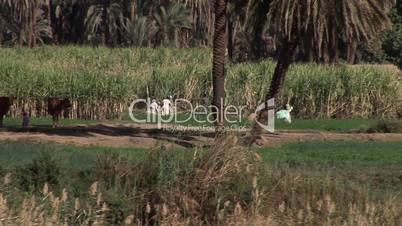 Landwirtschaft am Nilufer