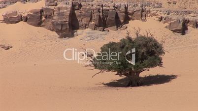 Baum in Wüste