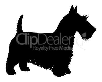 Schwarze Silhouette von einem Schottischen Terrier