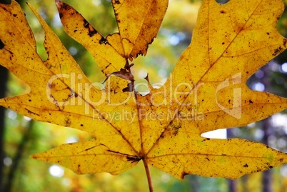 Yellow leave