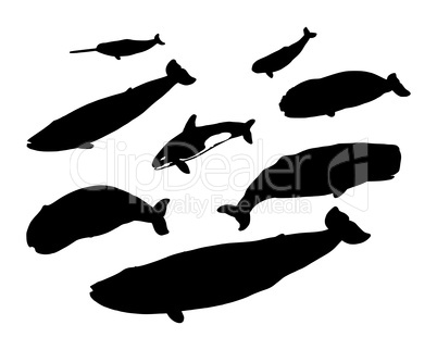 Verschiedene Wale