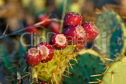 Prickly Pear Cactus Fruit