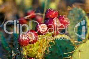 Prickly Pear Cactus Fruit