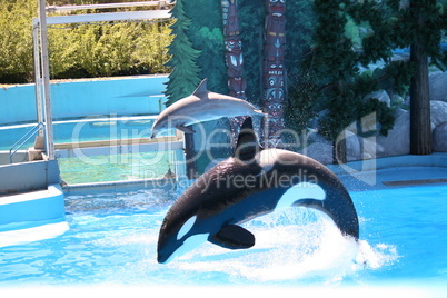 Killer Whale and A Dolphin