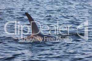 Killer whales  in the sea