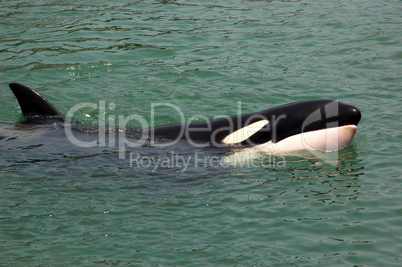 Taiji Whale in Green sea