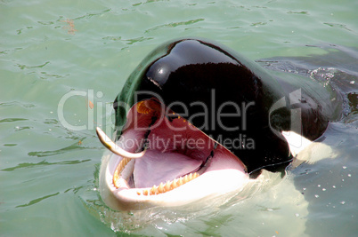 Taiji Whale Museum