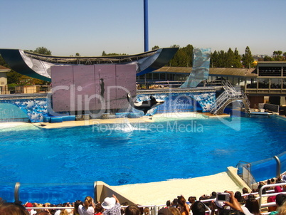 whale in a amusement park