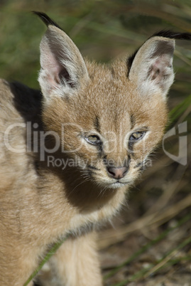 Junger Luchs 02