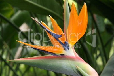 Blüte einer Papageienblume