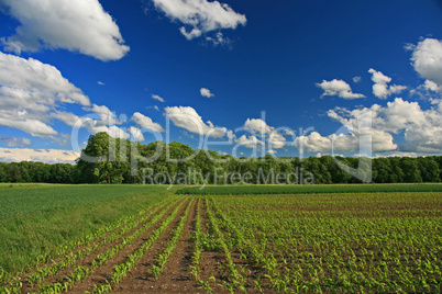 Landschaft mit Maisfeld