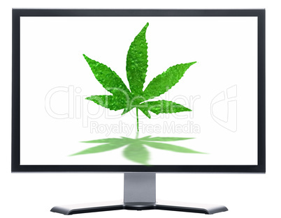 monitor with green canabis