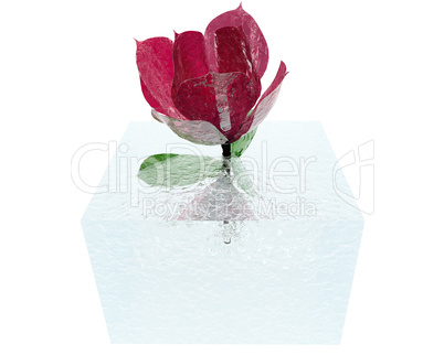 red rose in ice cube isolated on white