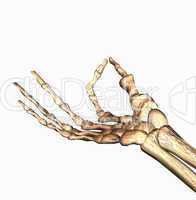3D bones hand