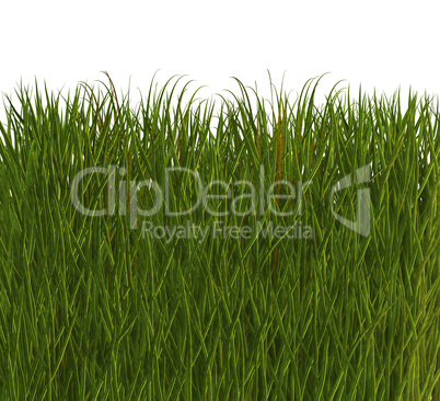cool 3D grass