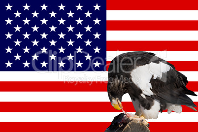 eagle in front of the american flag
