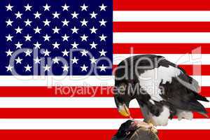 eagle in front of the american flag