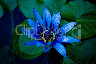 Beautiful image of a purple/blue and yellow water lily
