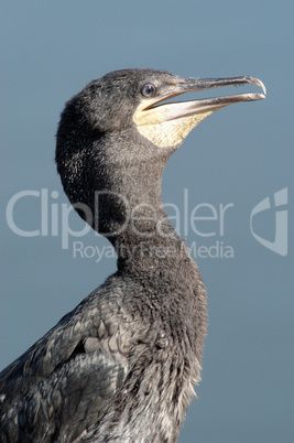 Kormoran