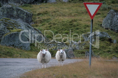 Schafe mit Verkehrsschild