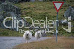 Schafe mit Verkehrsschild