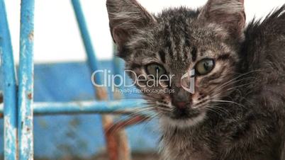 Close up of a feral cat.