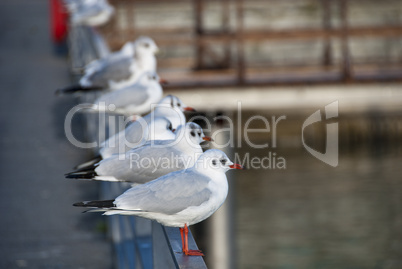 Birds in Friedrichshafen, Germany