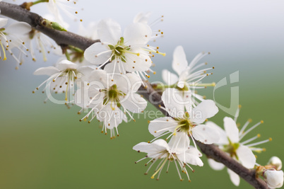 Frühling