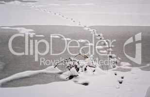 Tierspuren auf dem zu Eis gefrorenem See