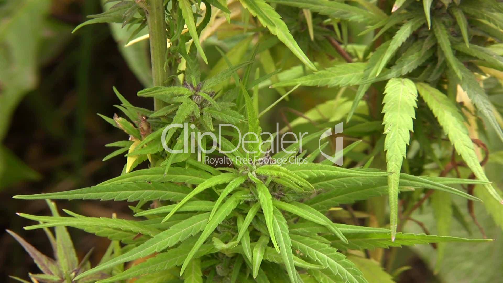 Cannabis plant (Cannabis sativa): Lizenzfreie Stock Videos und Clips