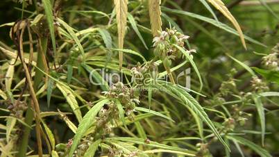Cannabis plant (Cannabis sativa)