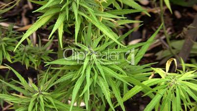 Cannabis plant (Cannabis sativa)